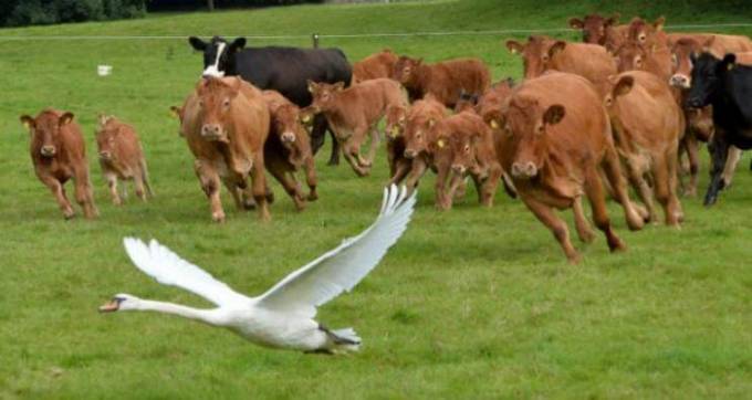 Лебедь на свою беду приземлившийся в загоне с коровами, чуть не погиб в неравном противостоянии