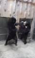 Медведица нокаутировала своего детёныша в японском зоопарке (Видео) 1
