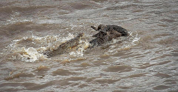 Африканская туристка сфотографировала бегство антилопы из пасти крокодила