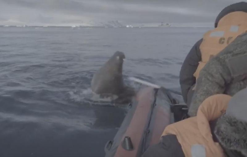 Агрессивная моржиха напала на надувную лодку с русскими исследователями ▶