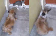 Бешеная кошка напала на глупого пса, имевшего неосторожность облаять её сородича (Видео)