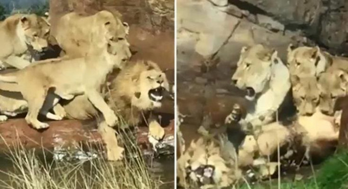 Девять львиц напали на льва в британском сафари - парке (Видео)