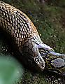 Кровожадная кобра пообедала питоном на глазах у туристов в Сингапуре 9