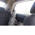 Ласковый крокодил посещает дома престарелых в качестве животного эмоциональной поддержки ▶ 3