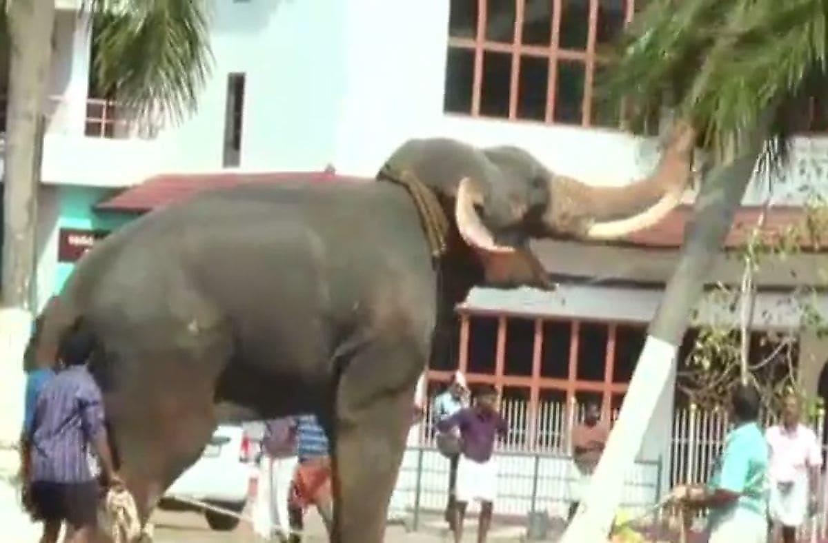 Недовольный условиями содержания слон продемонстрировал свой грозный нрав в Индии