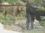 Нерешительный лев, подкравшийся к буйволу, вынужден был спасаться бегством от разъярённого зверя