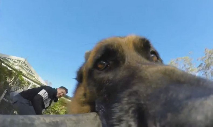Пёс отобрал у своего хозяина видеокамеру и устроил весёлый забег во дворе частного дома