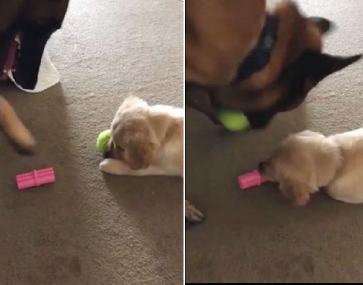 Пёс перехитрил щенка и обменял любимый мячик на другую игрушку