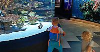 Ребёнок устроил забег наперегонки с рыбкой возле аквариума в Кейптауне ▶