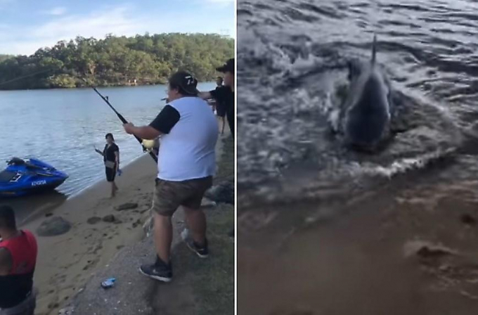 Рыбаки на удочку поймали массивную акулу в Австралии ▶