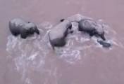 Слоны спасли своего детёныша, смытого сильным течением в китайской реке (Видео)