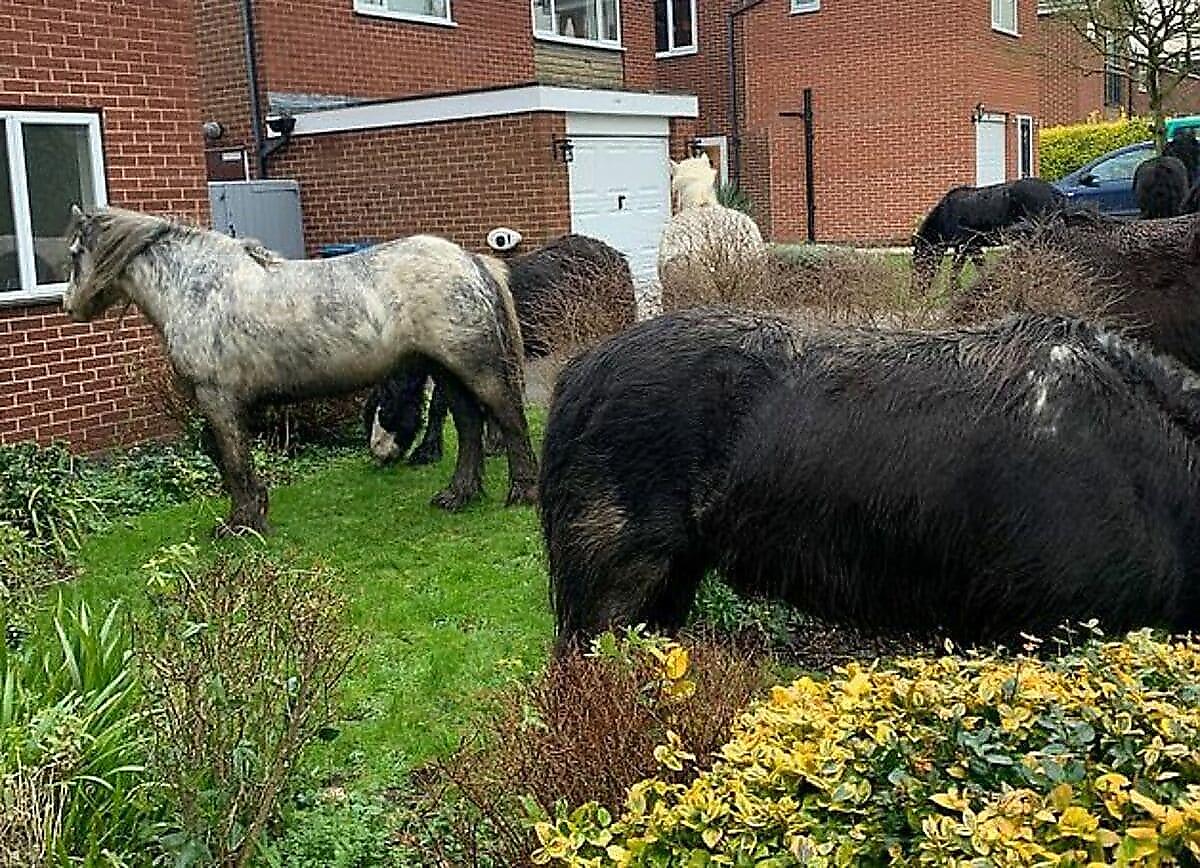 Табун пони сбежал с поля и вытоптал сады в британской деревне
