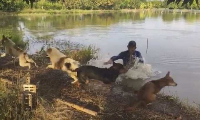 Владелец 4-х псов не на шутку перепугал своих питомцев, отказавшихся принимать водные процедуры (Видео)