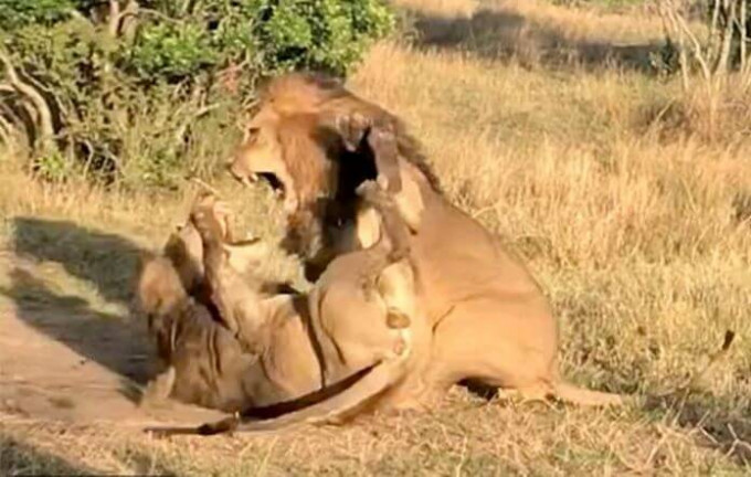 Два льва не поделили самку в заповеднике Масаи-Мара (Видео)