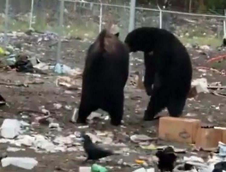 Два медведя не поделили территорию канадской помойки ▶