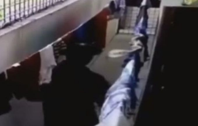 Кобра, притаившаяся на бельевой верёвке, неожиданно напала на мужчину в Саудовской Аравии (Видео)