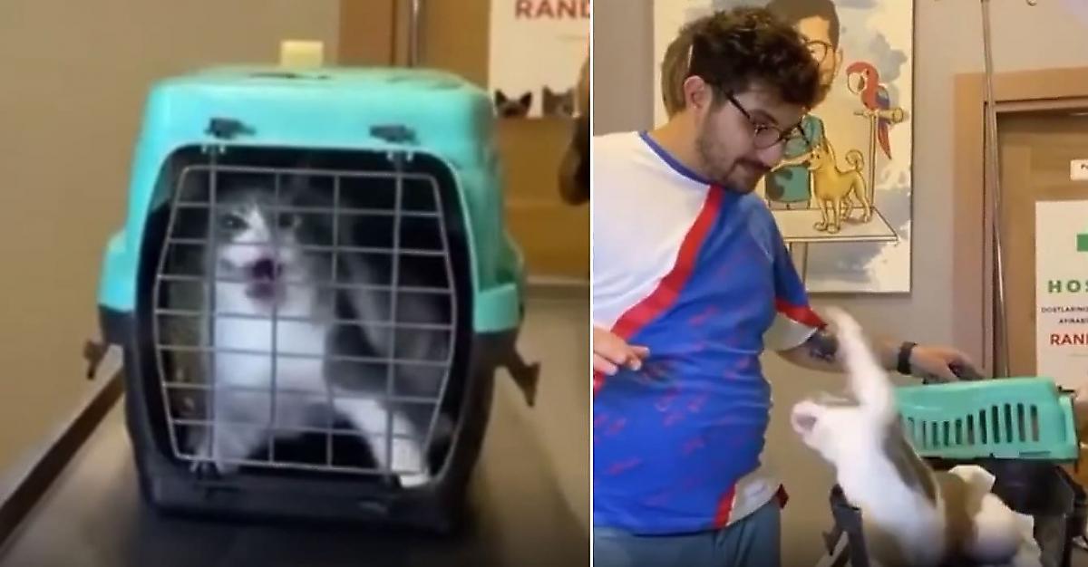 Кошка в крайне агрессивной форме показала своё отношение к ветеринарам - видео