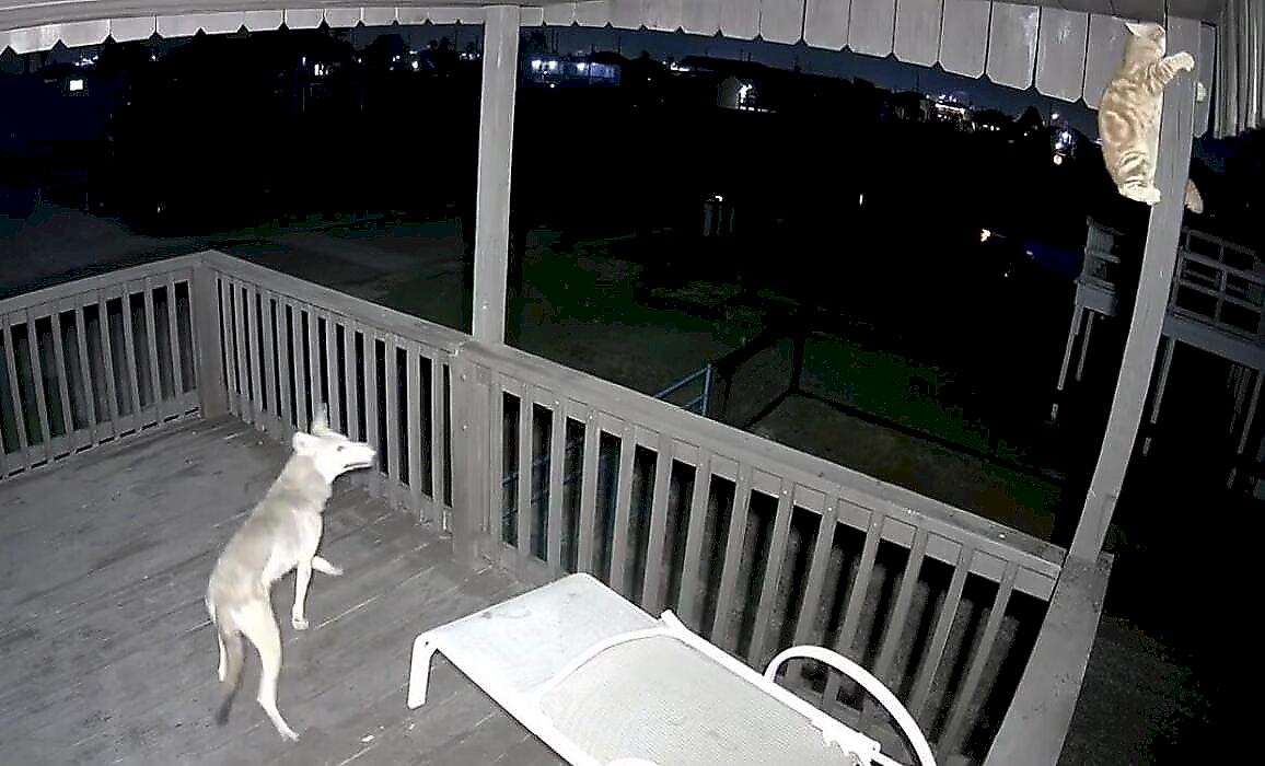 Кот отбился от койота и попал на видео в Техасе