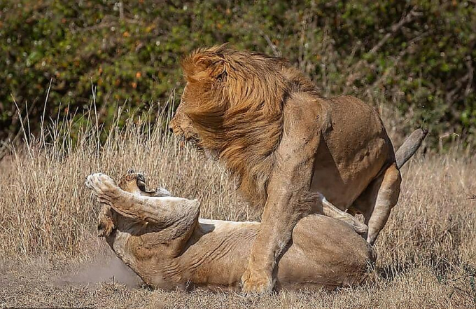Битву за потомство между львами и львицами сфотографировал африканский гид