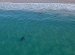 Любопытная акула подплыла к малолетним туристам, резвящимся у побережья Австралии ▶