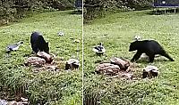 Непростые взаимоотношения утки и медведя попали на видео во дворе частного дома