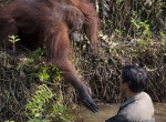 Орангутан протянул руку помощи змеелову на Борнео 1