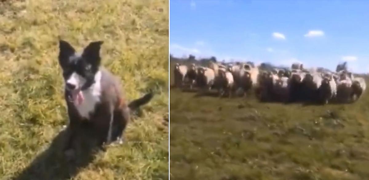 Пастушьи псы привели стадо овец к хозяину и попали на видео