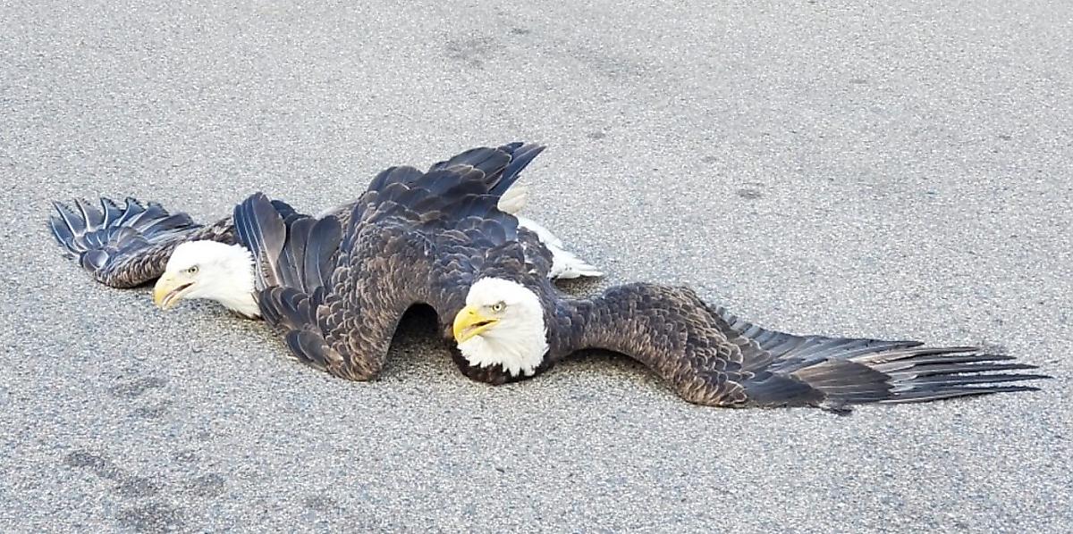 Полицейские вмешались в драку орланов в США
