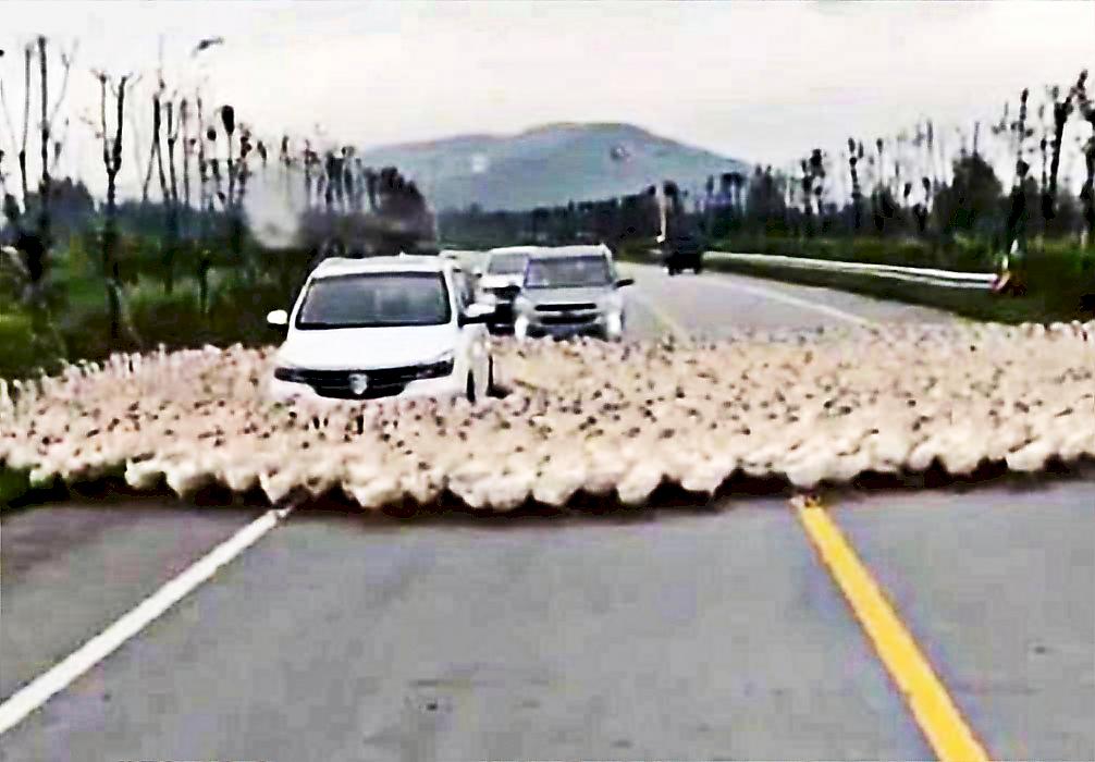 Сотни уток «пленили» автомобиль на дороге в Китае