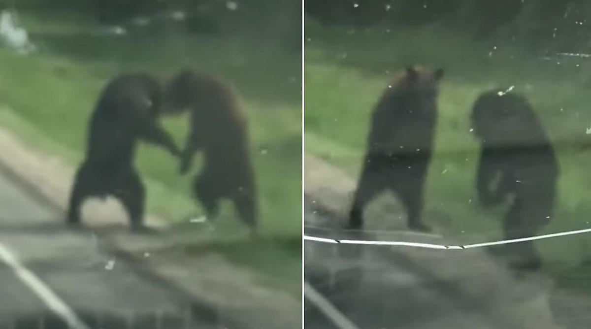 Юные медведи проверили на прочность друг друга и рассмешили туриста