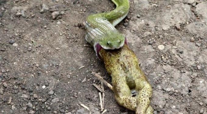 Змея, испугавшись людей, освободилась от гигантской лягушки (Видео)