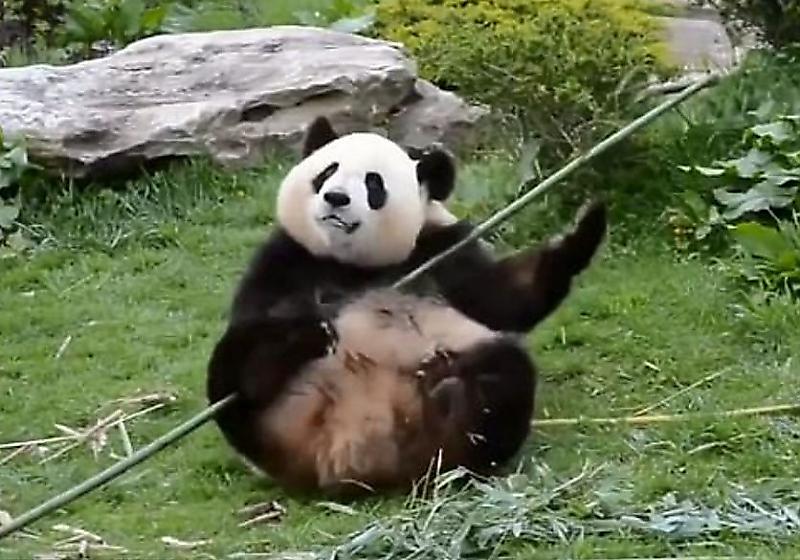 Настоящая «Кунг-фу Панда» обнаружена в Китае ▶