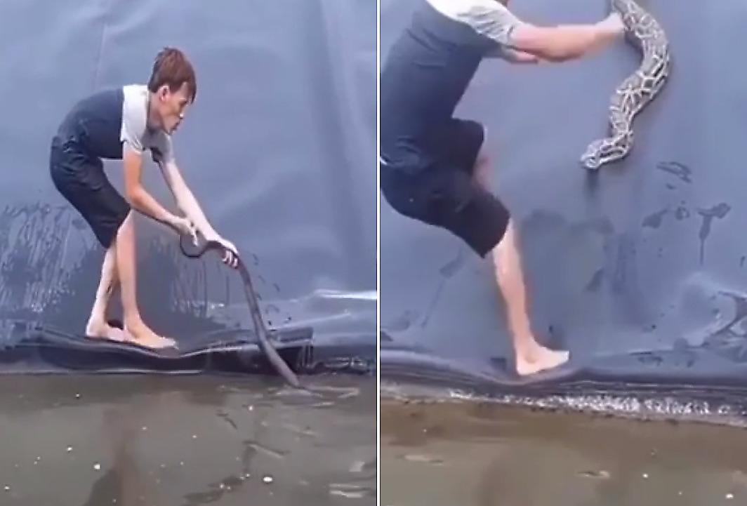 Отважный спасатель, вытаскивая змею из водоёма, вынужден был спасаться от питона - видео