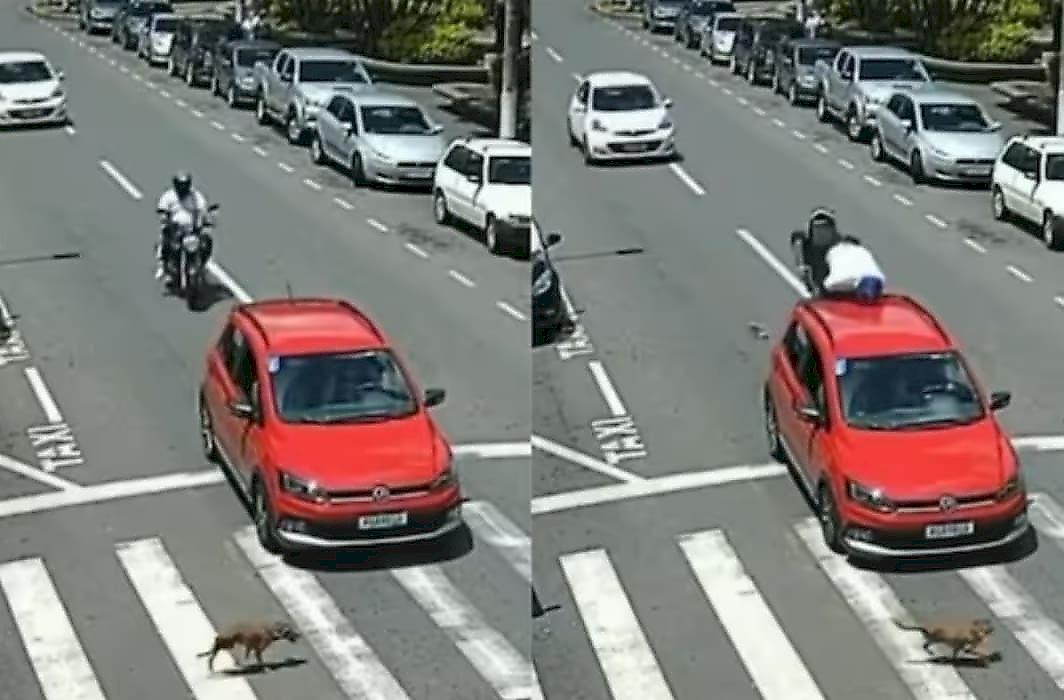 Пёс, перебегая дорогу, помог мотоциклисту попасть на крышу легковушки в Бразилии