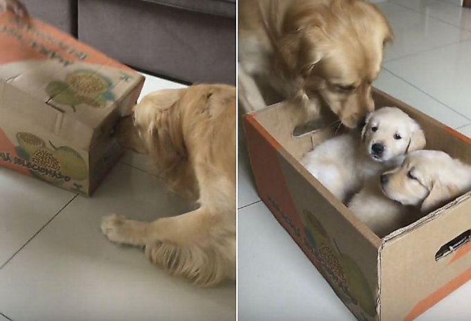 Пёс, получивший в подарок двух щенков, пометил коробку с «сюрпризом»