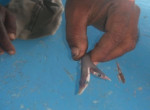 Индийский рыбак выловил двухголового детёныша акулы 0