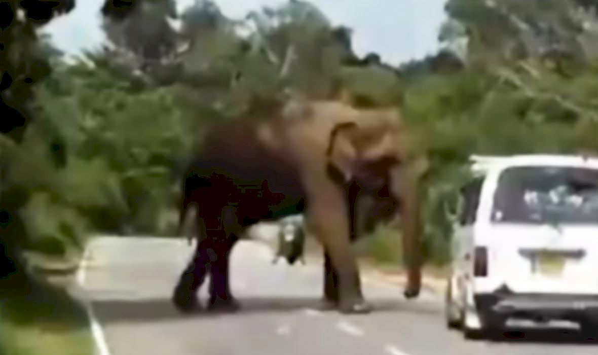 Слон атаковал фургон и заставил индийское семейство спасаться бегством