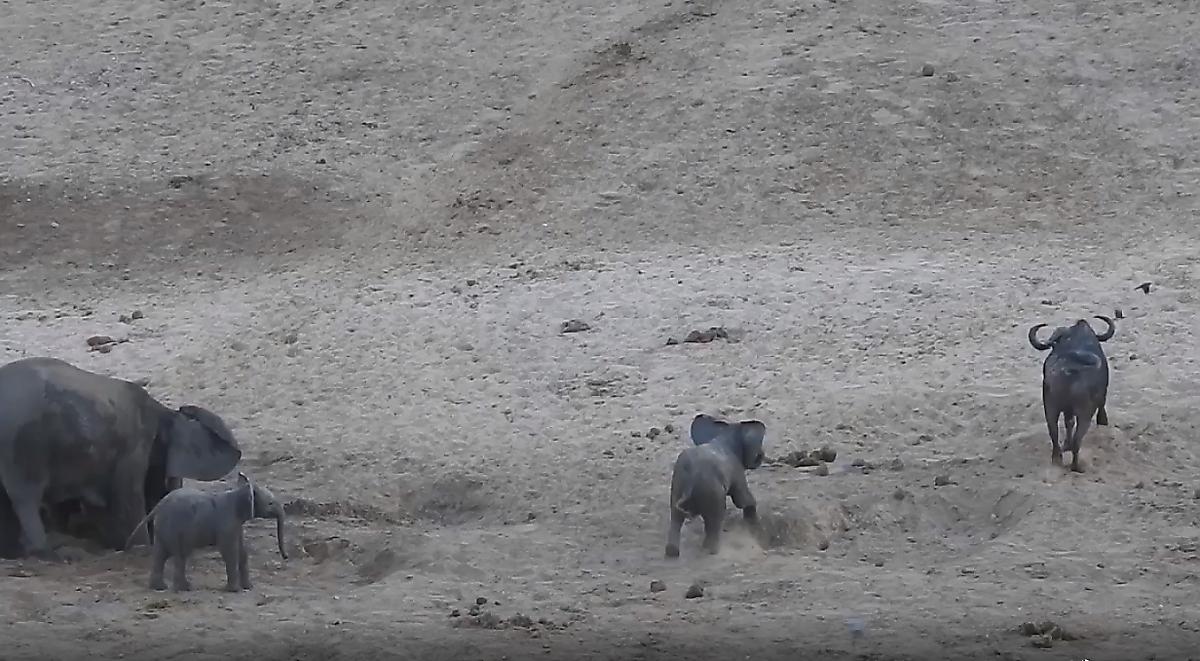 Смелый слонёнок попытался прогнать буйвола на глазах у своих родственников - видео