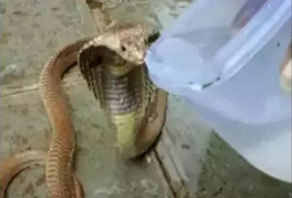 Спасатель утолил жажду обезвоженной кобры в Индии (Видео)