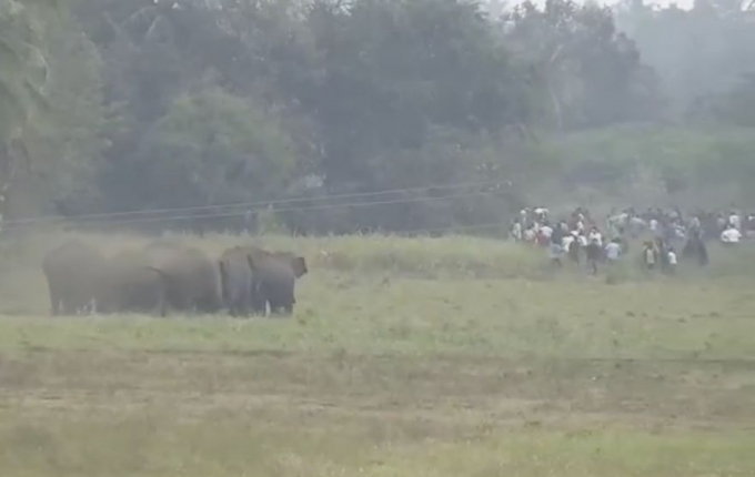 Стадо слонов вызвало хаос в индийской деревне