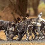 Стая гиеновых собак напала на бабуина в африканском заповеднике 3