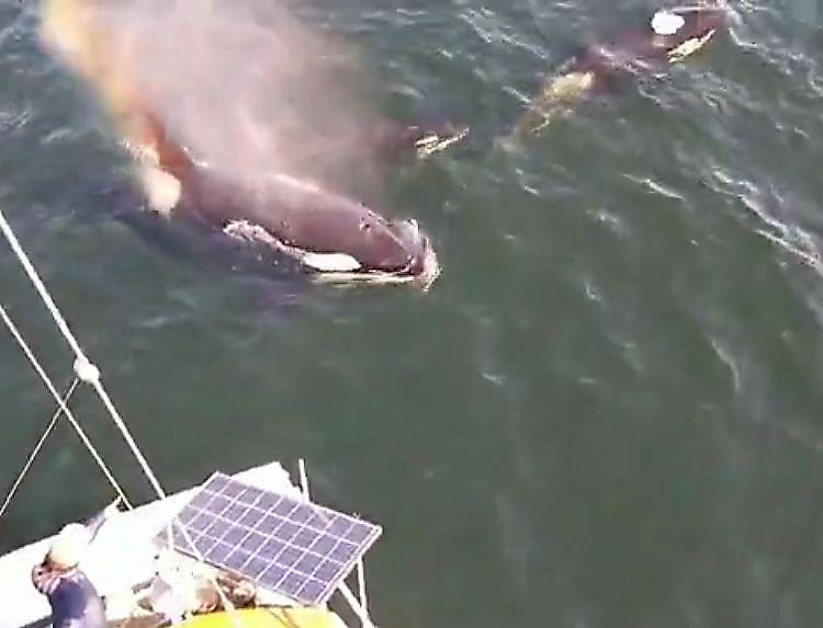 Стая косаток, поймавшая тюленя, испугала туристов, проплыв под их яхтой у канадского острова ▶