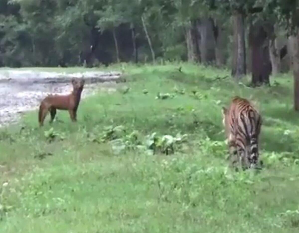 Погоня тигра за волком привлекла внимание туристов в Индии
