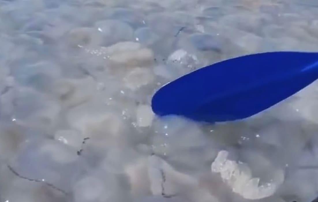 Армия медуз образовала «кисельные» берега на Азовском море