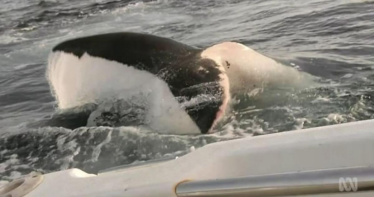 Белая акула напала на лодку туристов у побережья Австралии