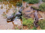 Кровожадный питон не оставил крокодилу шансов на спасение в австралийском болоте
