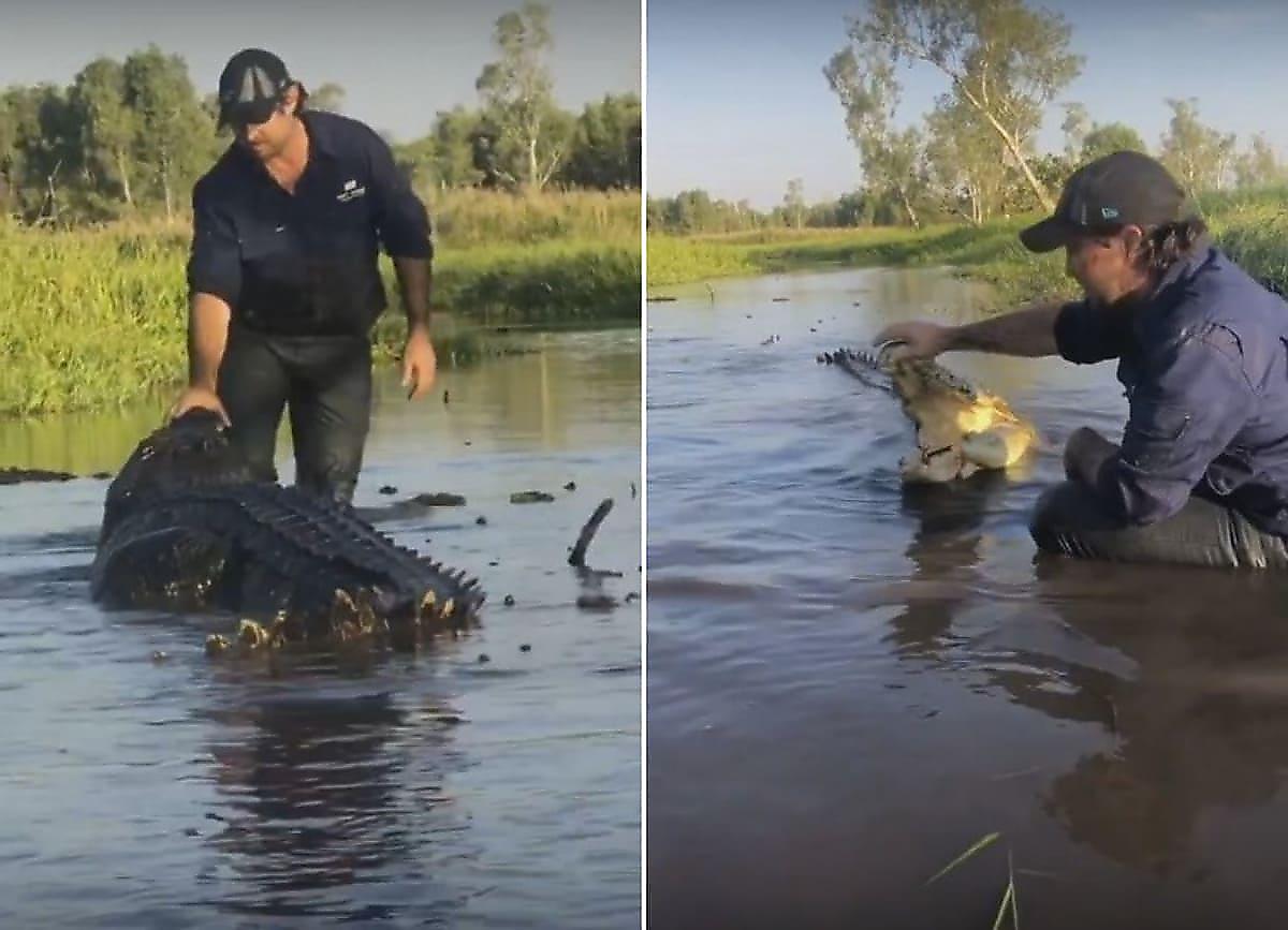 Фермер завёл дружбу с массивным крокодилом в Австралии