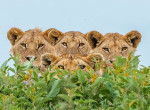 Турист снял семейный фотопортрет львиного семейства в парке ЮАР