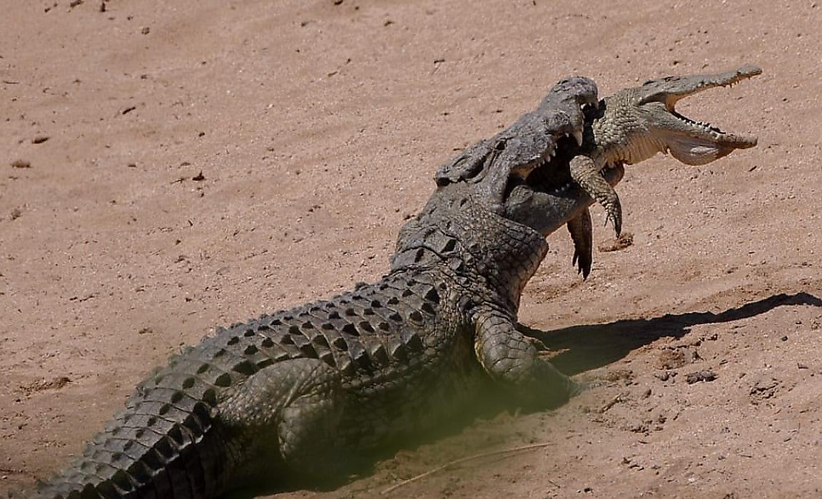 Крокодил сожрал заживо сородича на глазах у туриста