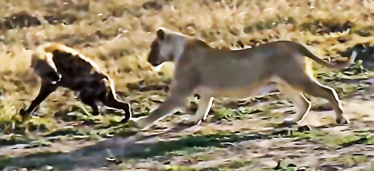 Львица устроила охоту на гиену на глазах у туристов в ЮАР